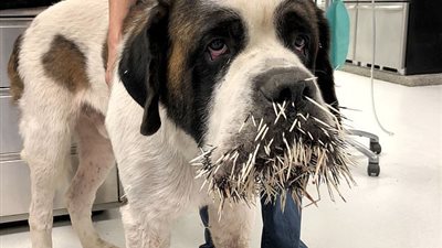 كلب يتلقى عقابا قاسيا لمحاولته مصادقة «نيص» (صور)