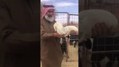 ولادة خروف بلا أرجل في السعودية (فيديو)