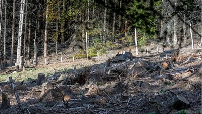 هل يمكنك العثور على الغزال المتخفي في الصورة (صور)