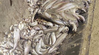 الطب البيطري بالشرقية يعدم نصف طن أسماك بالعاشر من رمضان (فيديو)