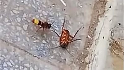 معركة بين دبور وصرصور تنتهي بمفاجأة (فيديو وصور)