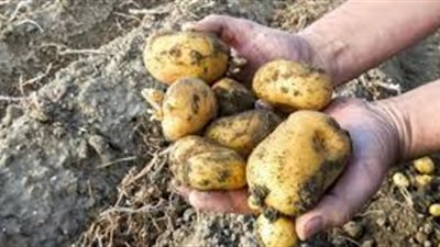 «بيزنس البذور».. أزمة البطاطس تكشف المستور.. وقرار «البنا» كلمة السر في تراجع الإنتاج المصري.. 1.5 مليار دولار حجم استيراد التقاوي.. ولجان الفحص ضرورة لحماية الإنتاج المحلي