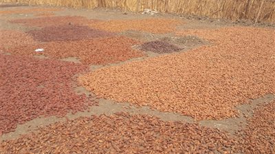 «شمس ومسطاح».. نهاية موسم جمع البلح (صور)