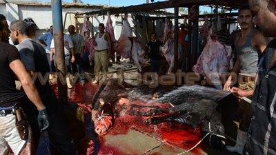 محافظ الإسكندرية يحضر ذبح 550 رأس عجل