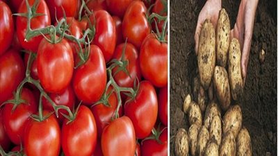 الداخلية تعلن توفير الطماطم والبطاطس في منافذ «كلنا واحد»