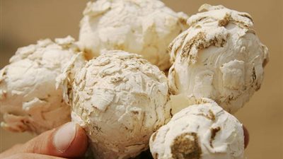 «الفقع» يقي من السرطان وتصلب الشرايين