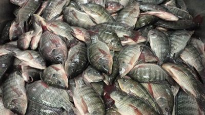 سمك بلطي 2 يسجل 9.75 جنيهات بسوق العبور