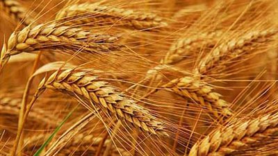 نورالدين: مصر تستهلك 15 مليون طن سنويا من القمح