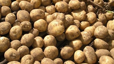 «التموين»: البطاطس بـ5 جنيهات في سوق العبور