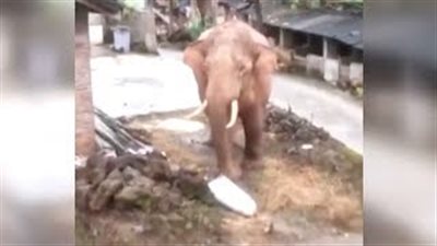 فيل يستقصد قرية صينية ويثير رعب السكان (فيديو)