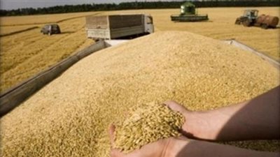 مصر تشتري 240 ألف طن قمح من 3 دول أوربية