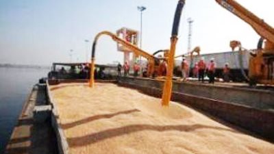 مخزون القمح يصل إلى مليون و54 ألف طن بميناء الإسكندرية