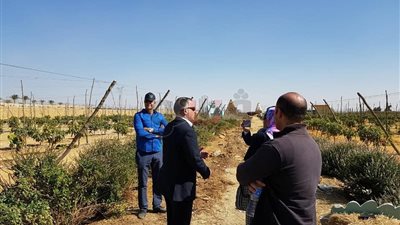 بالصور.. «البيئة» تتابع ترتيبات مهرجان قش الأرز