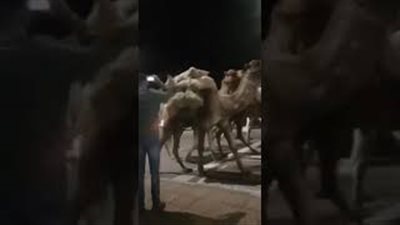 العناية الإلهية تنقذ المارة لحظة انفجار بندقية في وجههم (فيديو)