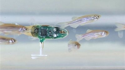 روبوت جديد صغير الحجم يمكنه السباحة وسط الأسماك