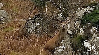 مصور يتحدى: أين يختبئ الغزال وسط الطبيعة (صور)