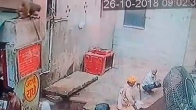 قرد يسرق ثعبان كوبرا من رجل بالهند (فيديو)