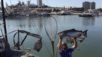 تراجع أعداد أسماك السلمون بكاليفورنيا بسبب دفء المياه الناجم عن الجفاف