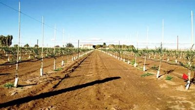 أسعار الأراضي في الطرح التكميلي لمشروع 1.5 مليون فدان