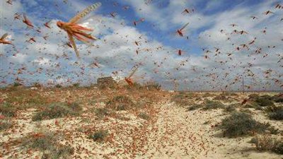 الجراد المهاجر أتلف زراعة الأرز والذرة في مدغشقر