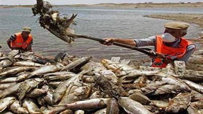 لجنة موسعة لبحث أسباب نفوق الأسماك بالمحمودية والرحمانية