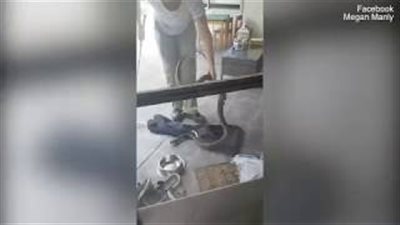 بالفيديو والصور.. أم تمسك بثعبان ضخم حاول الاقتراب من طفلها