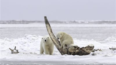 دب يلتهم عظام حوت أكلته قبيلة بألاسكا (صور)