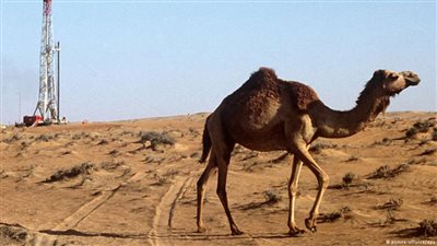 صدمة النفط تزج بدول الخليج في مفترق صعب