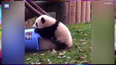 بالفيديو والصور.. موقف محرج لـ«باندا» مع صديقه