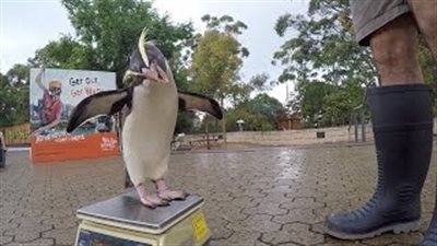 بالفيديو.. بطريق يغرد بعد تناول وجبته المفضلة يشعل مواقع التواصل