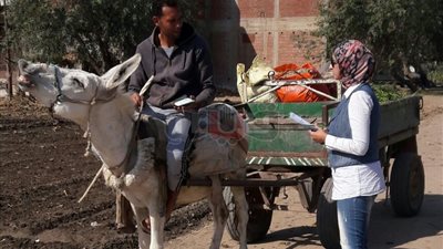 «شئون البيئة» ينظم حملات توعية للفلاحين بخطورة حرق قش الأرز في الغربية