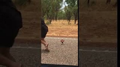 سحلية تطارد رجلا حاول التقاط صورة معها (فيديو)
