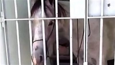 بالصور.. القبض على حصان وسجنه 24 ساعة بتهمة غريبة