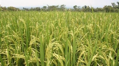 97 جنيهًا «لشيكارة» الأرز غير المقشر بالدقهلية