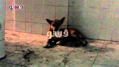 بالفيديو.. 