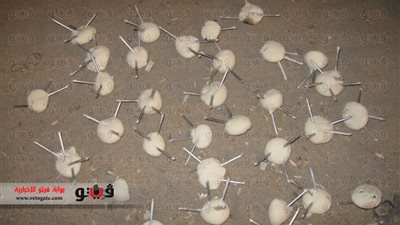 بالفيديو.. ضبط 30 كرة «عجين مسامير» بحيازة طالب إخواني بقنا