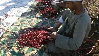 موسم حصاد «القرقدان القناوي».. اقطفي يا زينة ورد الأحباب (صور)
