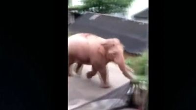 فيل يتسلل لمنزل ويسرق جوال أرز من داخله (فيديو)