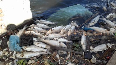 بالصور.. نفوق كميات كبيرة من الأسماك بـ«نيل رشيد» دون معرفة الأسباب