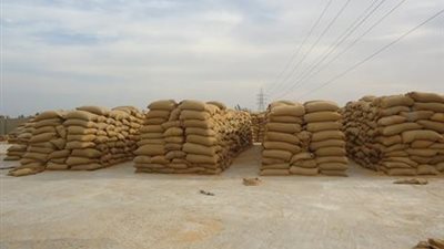 ضبط طن قمح فاسد أثناء توريدها لشون البحيرة