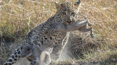 خنزير بري بائس يحاول إنقاذ صغاره من فم نمر (فيديو وصور)