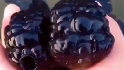 أسماك مخيفة بلا عيون تثير رعب مستخدمي تويتر (فيديو)