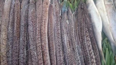 ضبط بائع لبيعه أسماك «ثعابين وعقرب» سامة في البحيرة