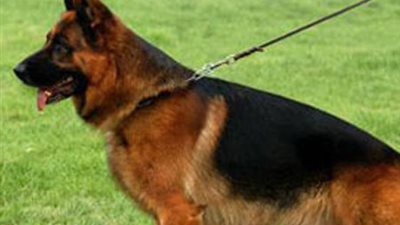 ضبط عاطل حاول سرقة 