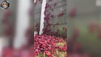 بالفيديو والصور.. ملايين من سرطانات البحر تغزو جزيرة الكريسماس