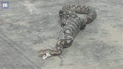بالفيديو والصور.. شابان يجبران ثعبانا على إخراج قطة بعد ابتلاعها