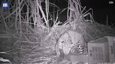 بالفيديو والصور.. لحظة جمع شمل أنثى فهد بصغارها التائهين