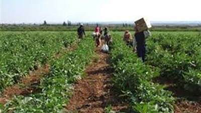 وثيقة تأمين المحاصيل الزراعية تنتظر دعم الحكومة.. حماية «طعام المصريين» من السيول أبرز الأهداف.. شركات التأمين تعلن عن رغبتها في العمل.. وغياب قاعدة البيانات أبرز أسباب التأجيل