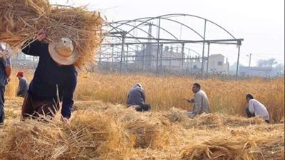 البيئة: 5000 فرصة عمل في منظومة جمع قش الأرز