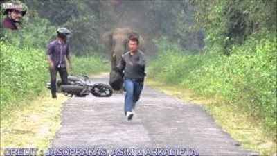 بالفيديو.. فيل يطارد رجلين في غابة بتايلاند